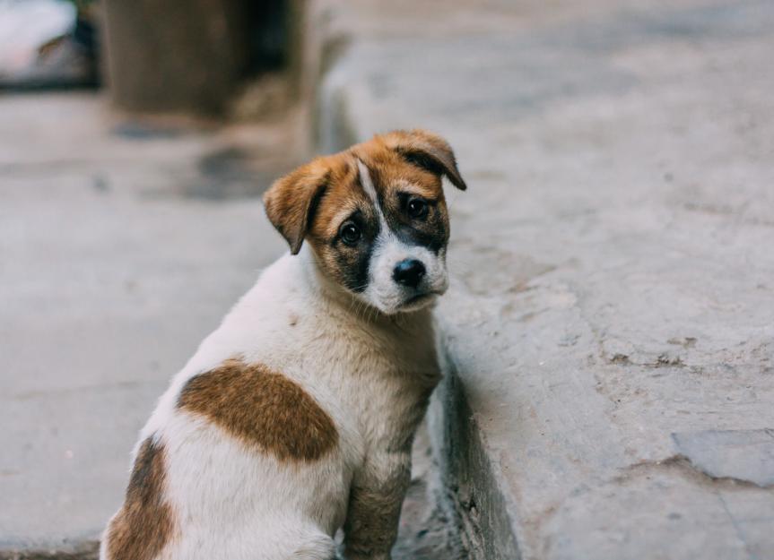 Pick up stray store dogs